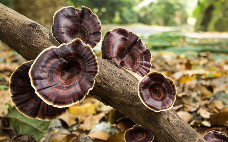 Fungi on a Log