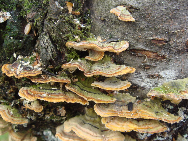 fungi on a tree trunk
