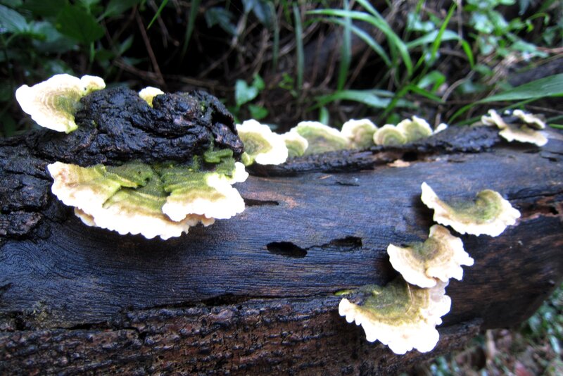 Fungi on Decaying Log — Brown