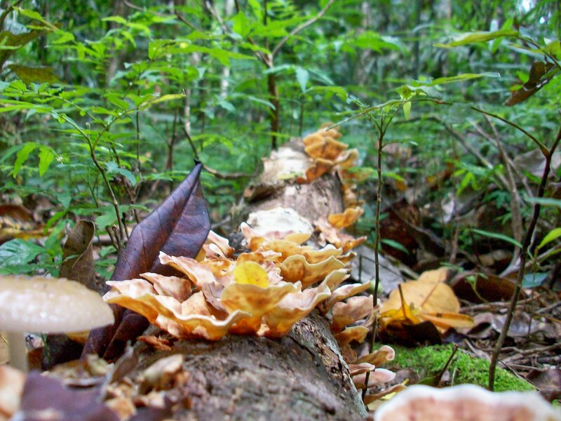 Fungi on Decaying Log — Green