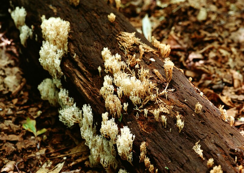 fungi on decaying log