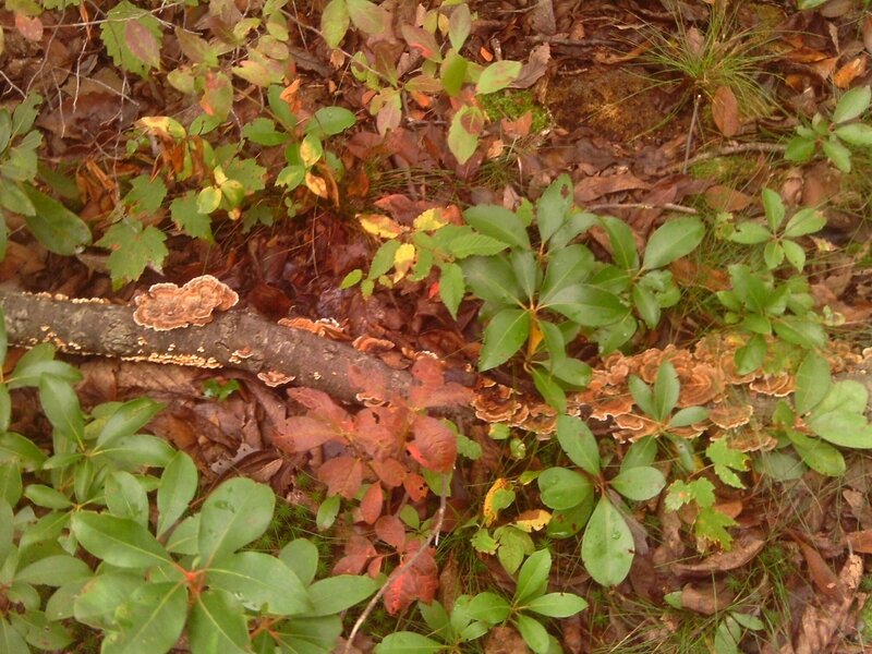 Fungi on Fallen Log