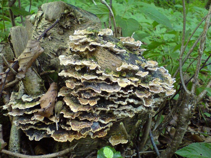 Fungi on Tree Stump — Green