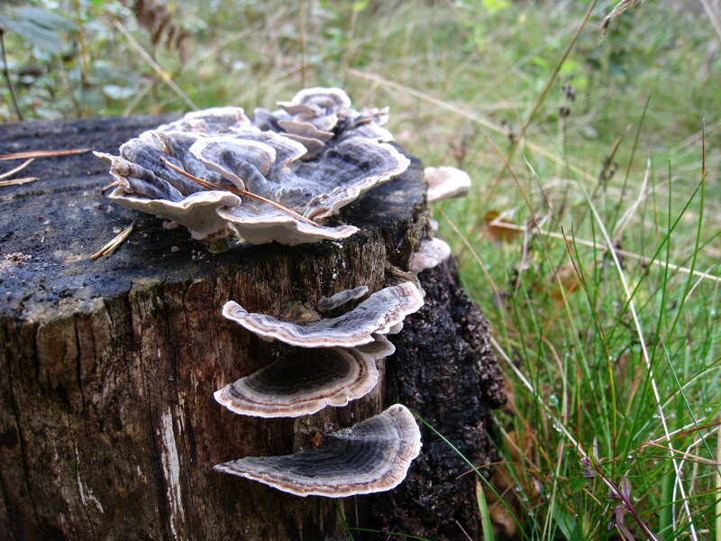 Fungi on Tree Stump