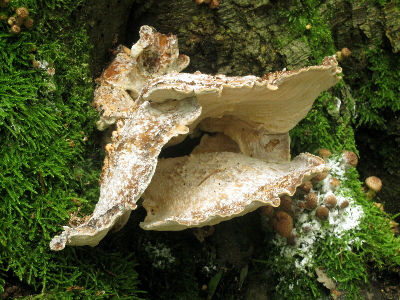 Fungi on Tree Trunk — Green