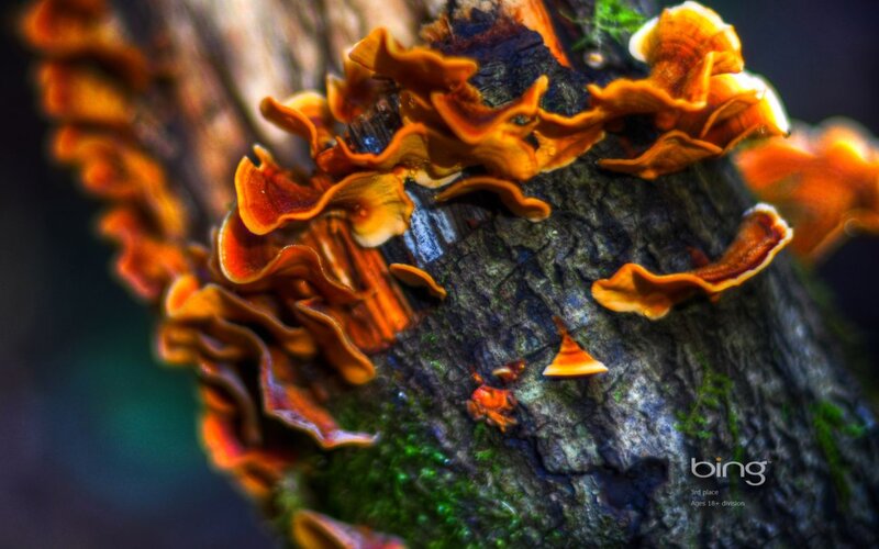 Fungi on Tree Trunk — Orange