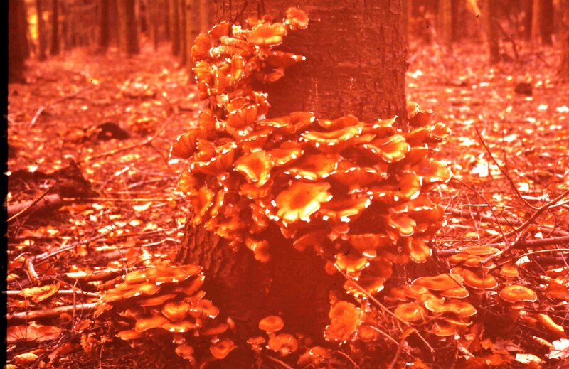 Fungi on Tree Trunk — Red