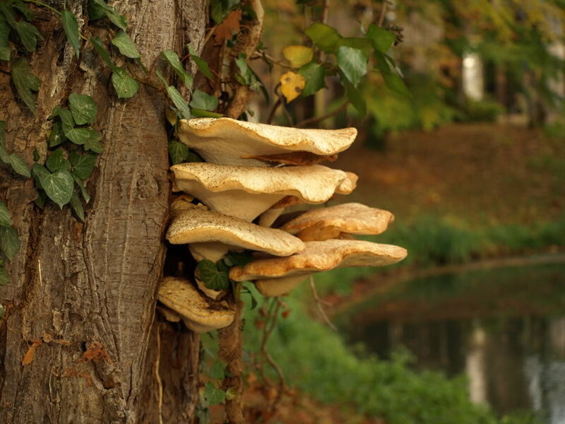 Fungi on Tree Trunk