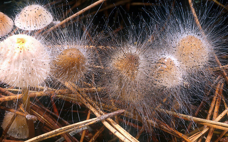 fungi with spores on forest floor