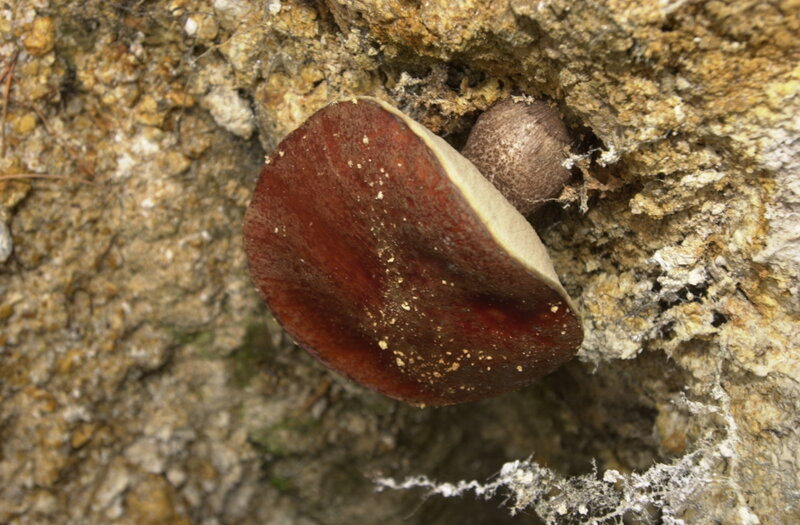 fungus growing on rock