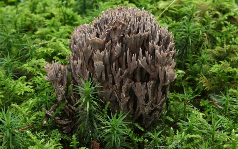 Fungus in Moss