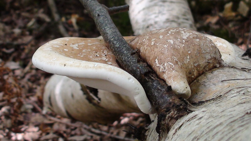 Fungus on Birch Log