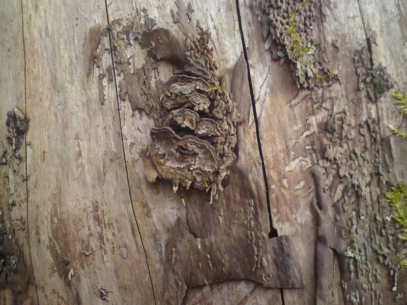 fungus on decaying wood