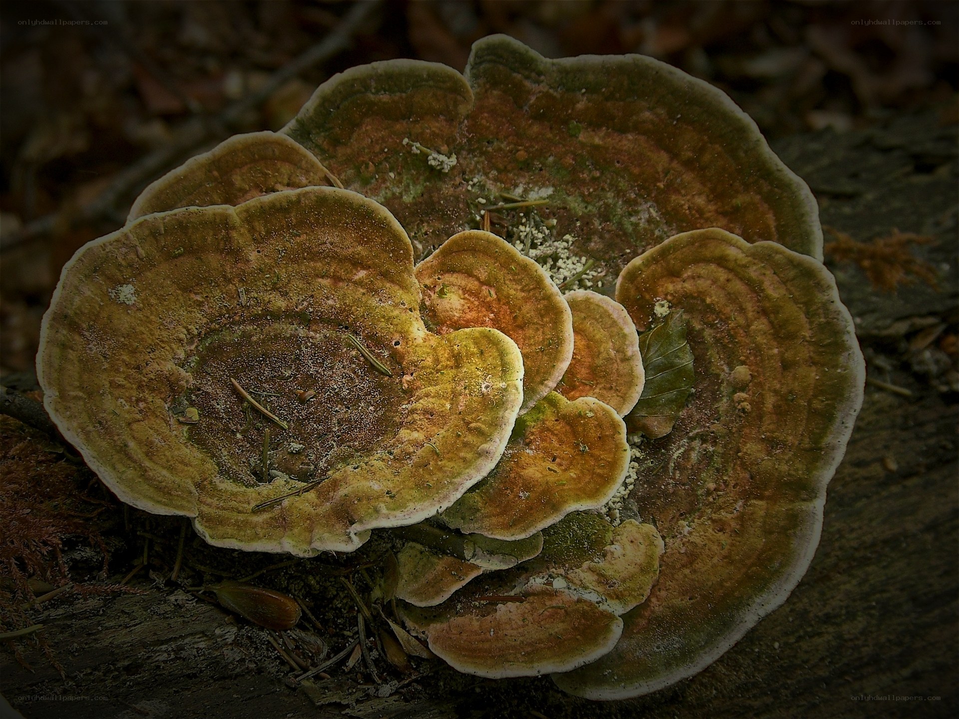 fungus on decaying wood