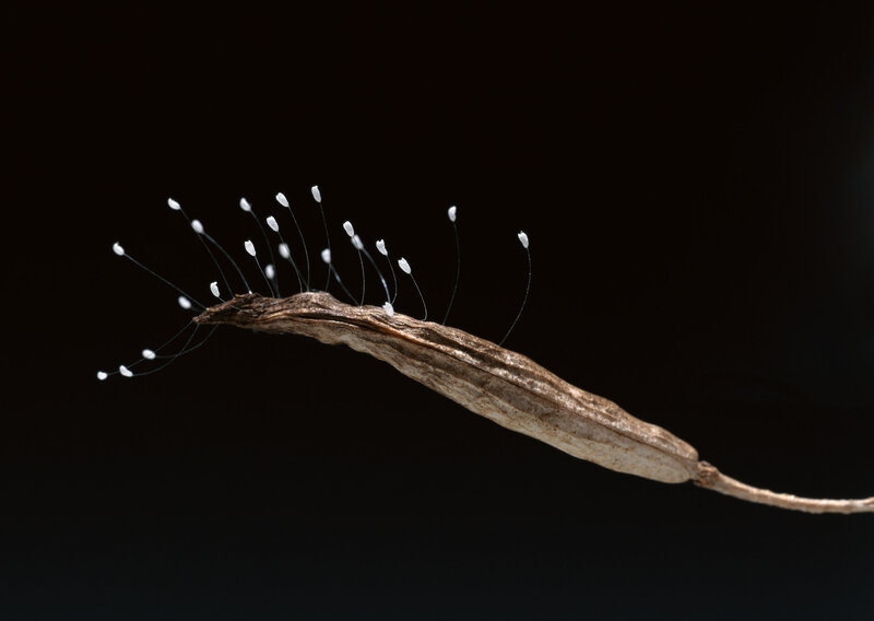 fungus spores on a seed pod
