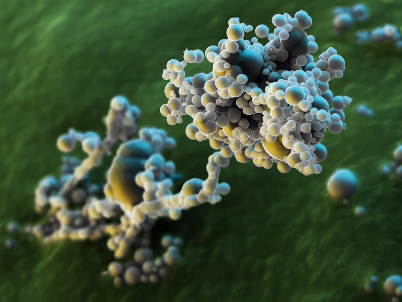 Fungus Spores on Surface