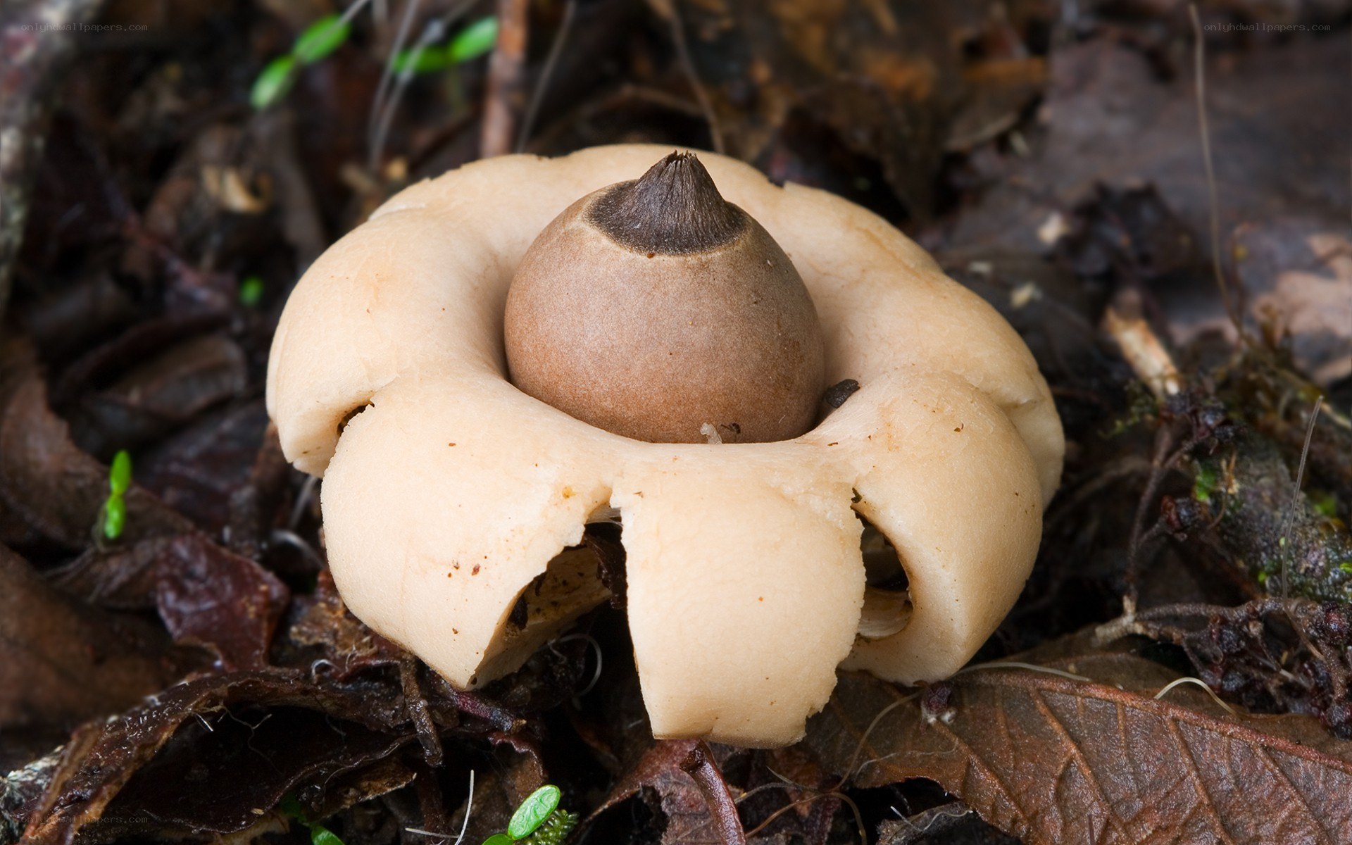 fungus with acorn-like cap