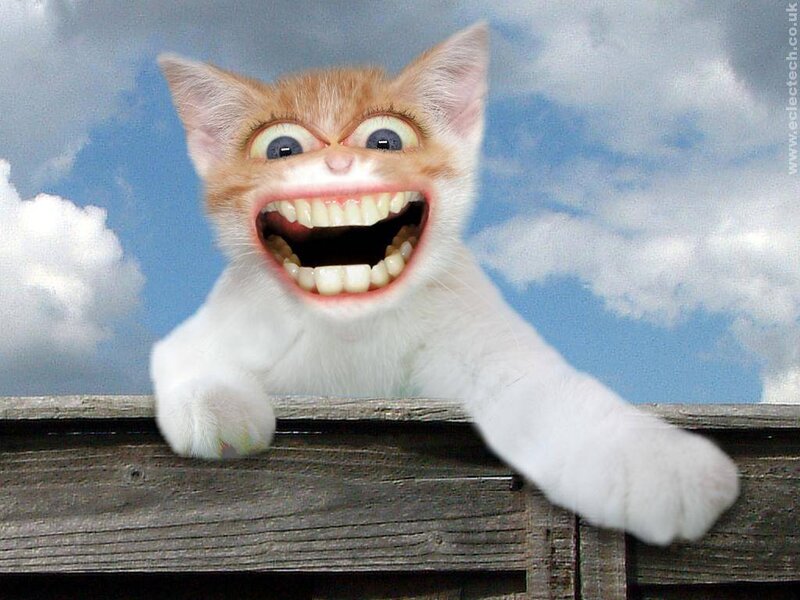 funny cat with big grin