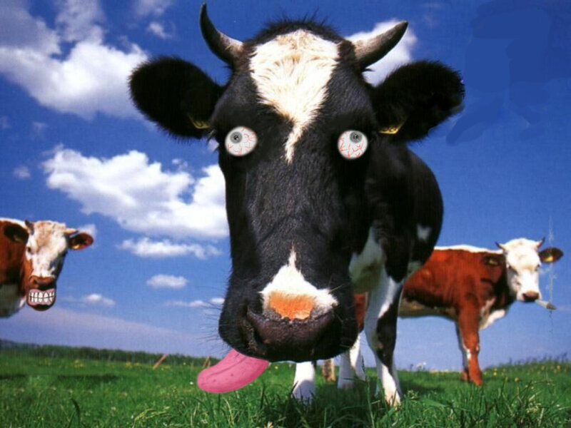 funny cow with edited features