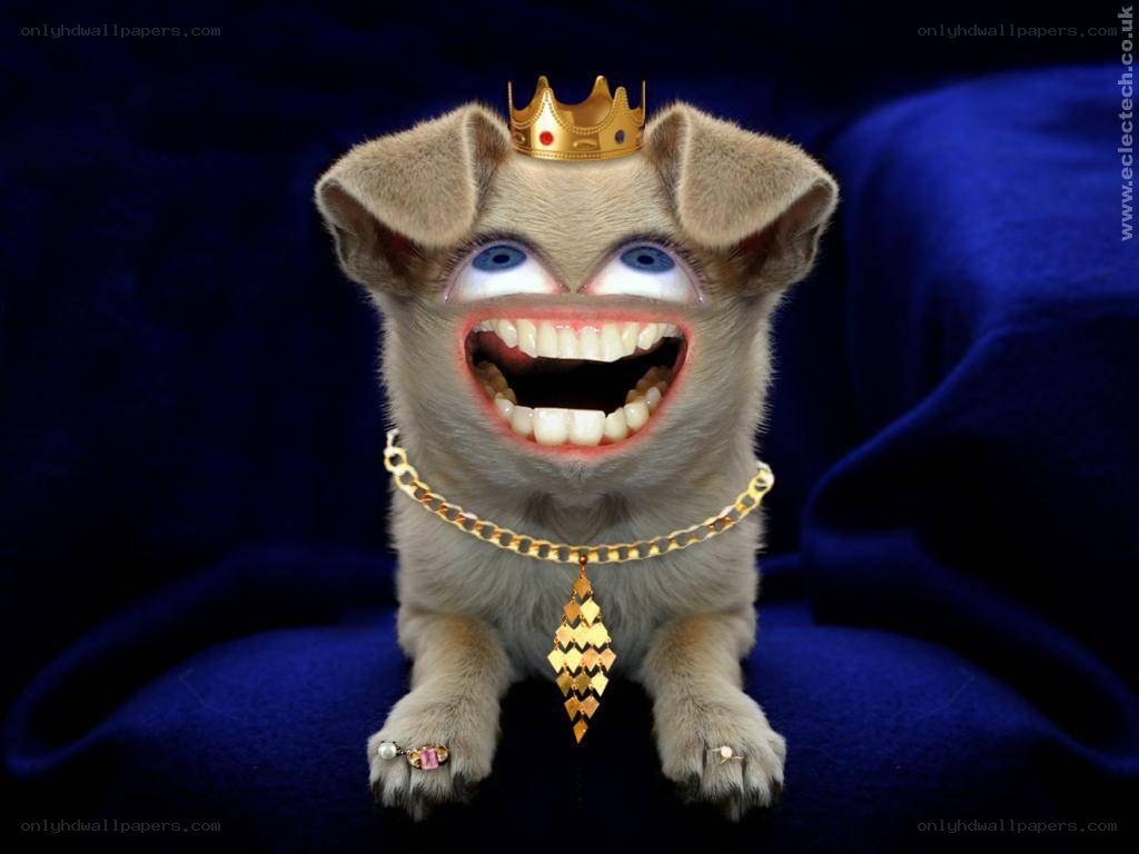 funny crowned dog