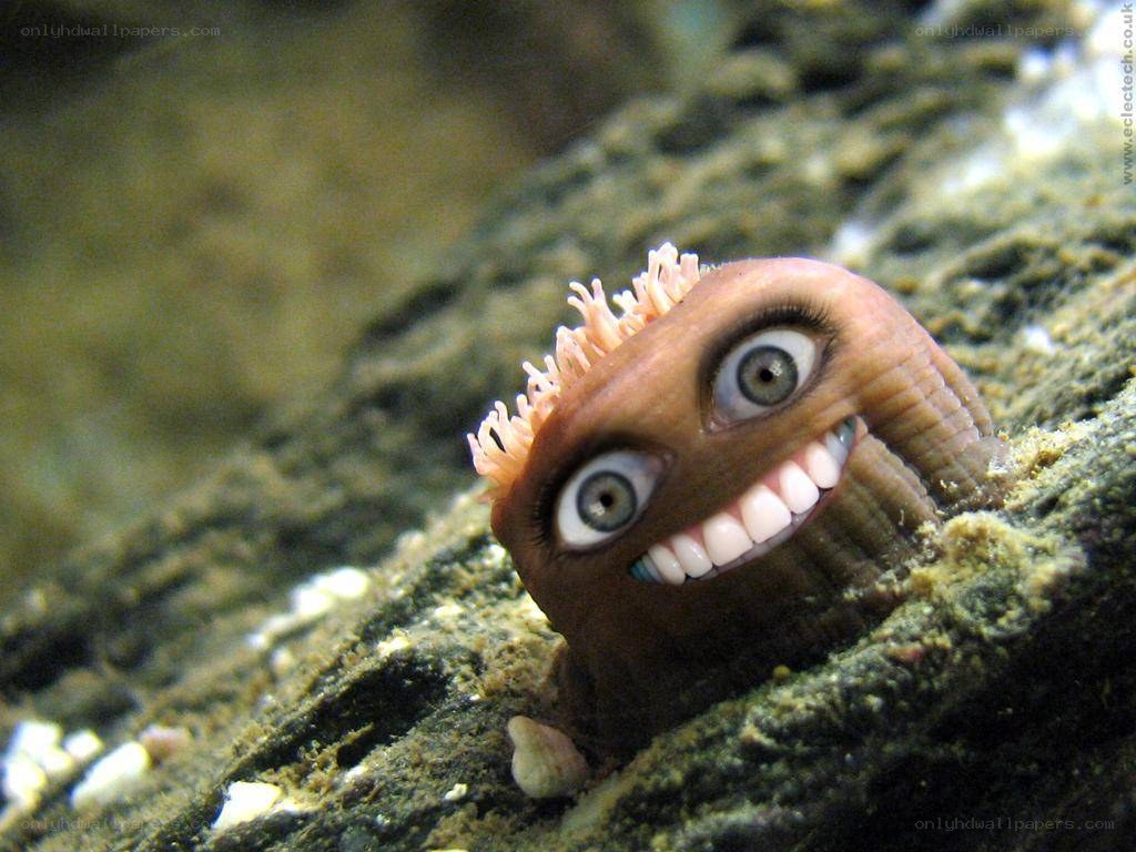 funny sea creature with big eyes
