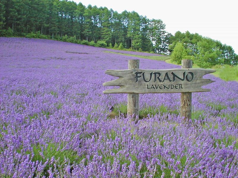 Furano lavender field