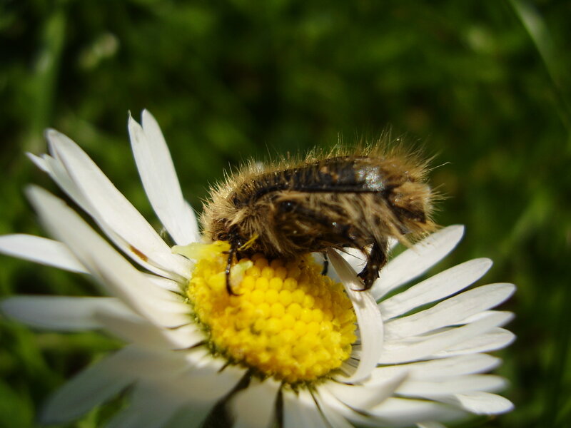 Furry Beetle on Daisy