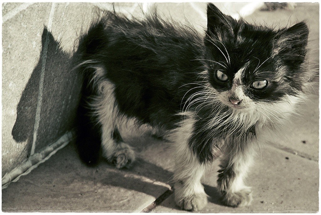furry black and white kitten