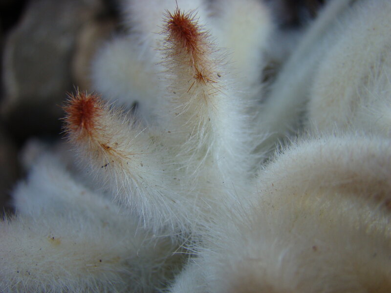 furry cactus close-up