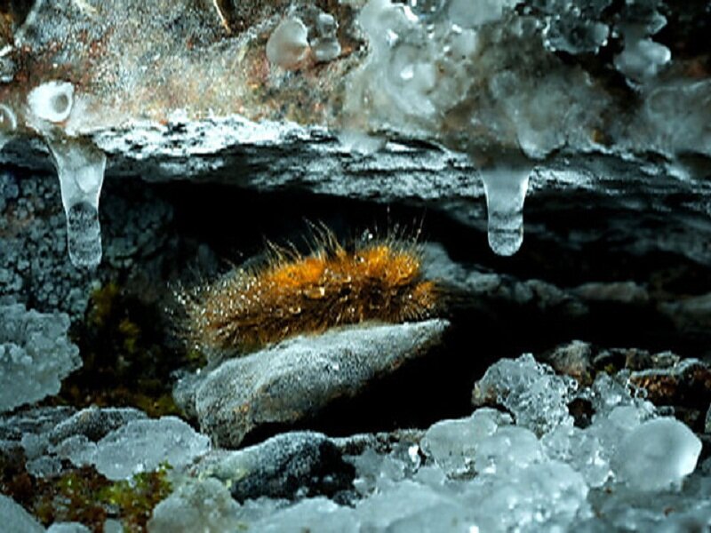 Furry Caterpillar in Cave
