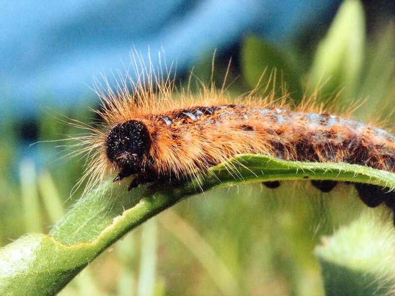 furry caterpillar on a leaf