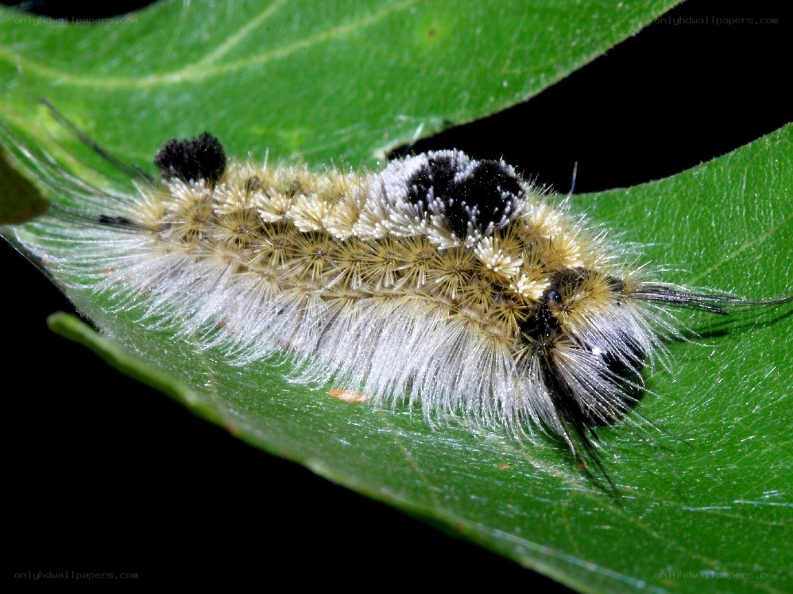 furry caterpillar on a leaf