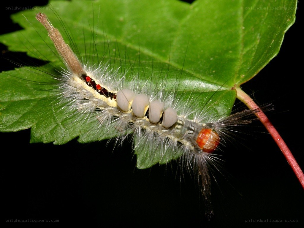 furry caterpillar on a leaf