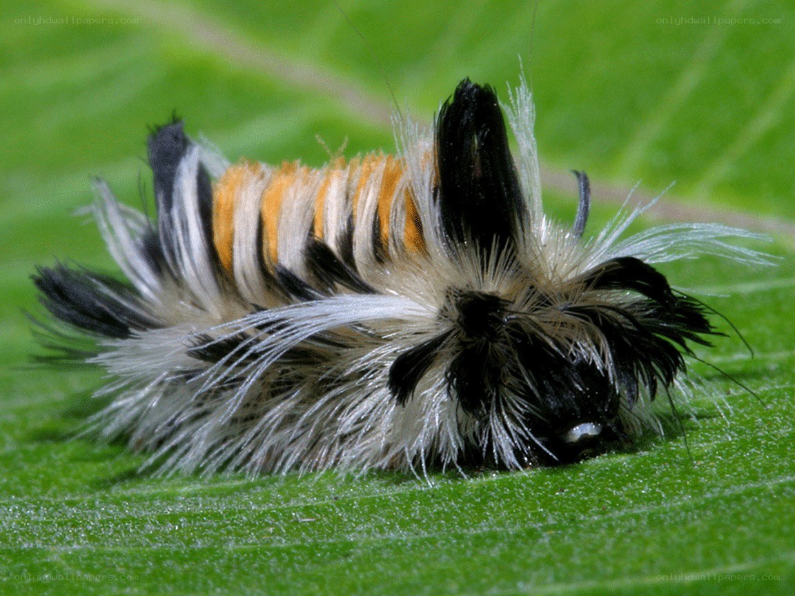 furry caterpillar on a leaf