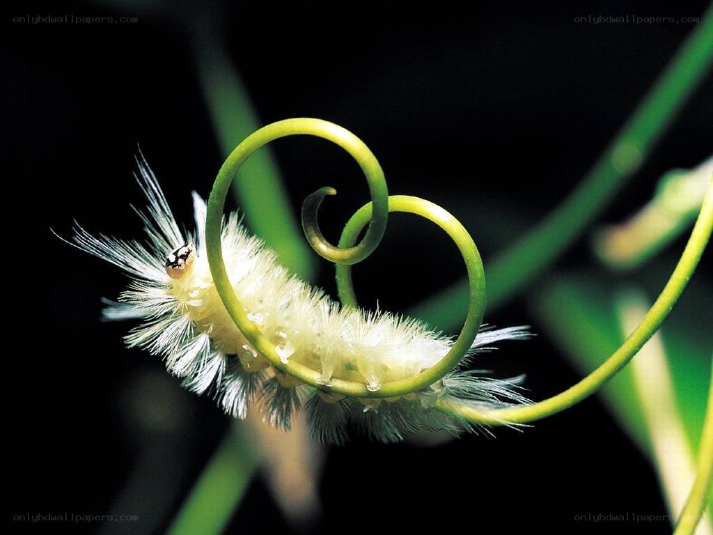 Furry caterpillar on a vine