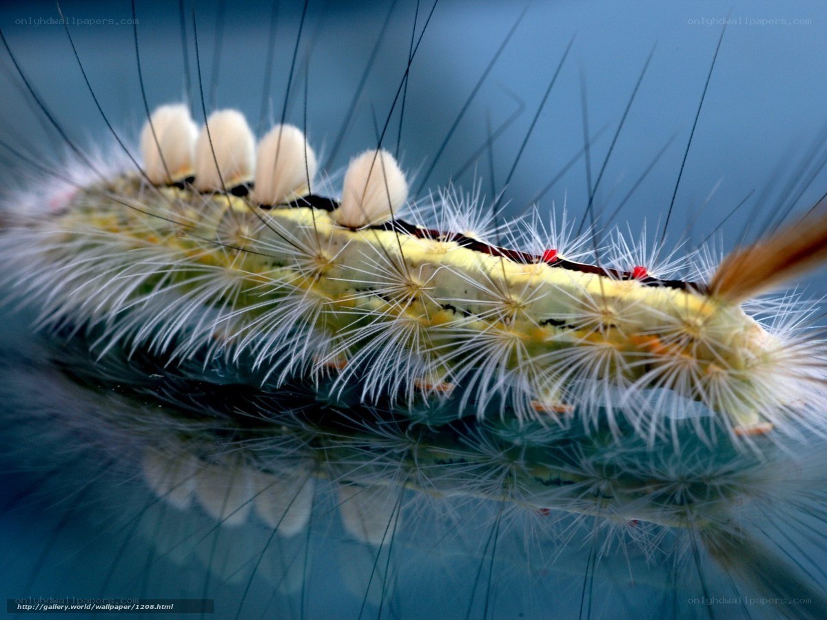 Furry caterpillar on blue surface
