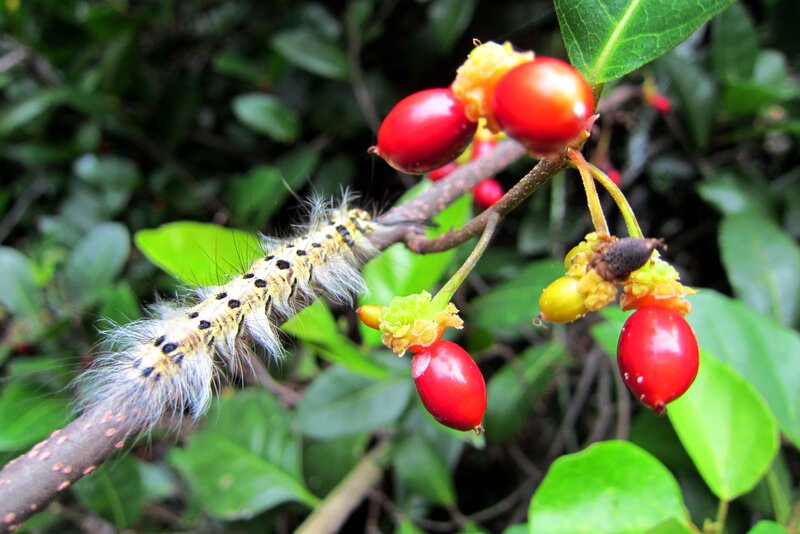 Furry Caterpillar on Branch