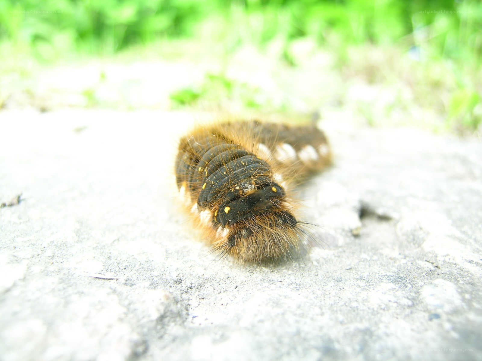 furry caterpillar on concrete