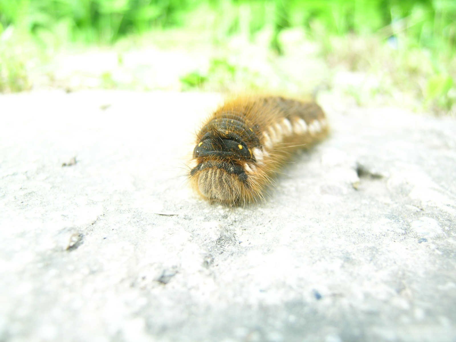 furry caterpillar on concrete