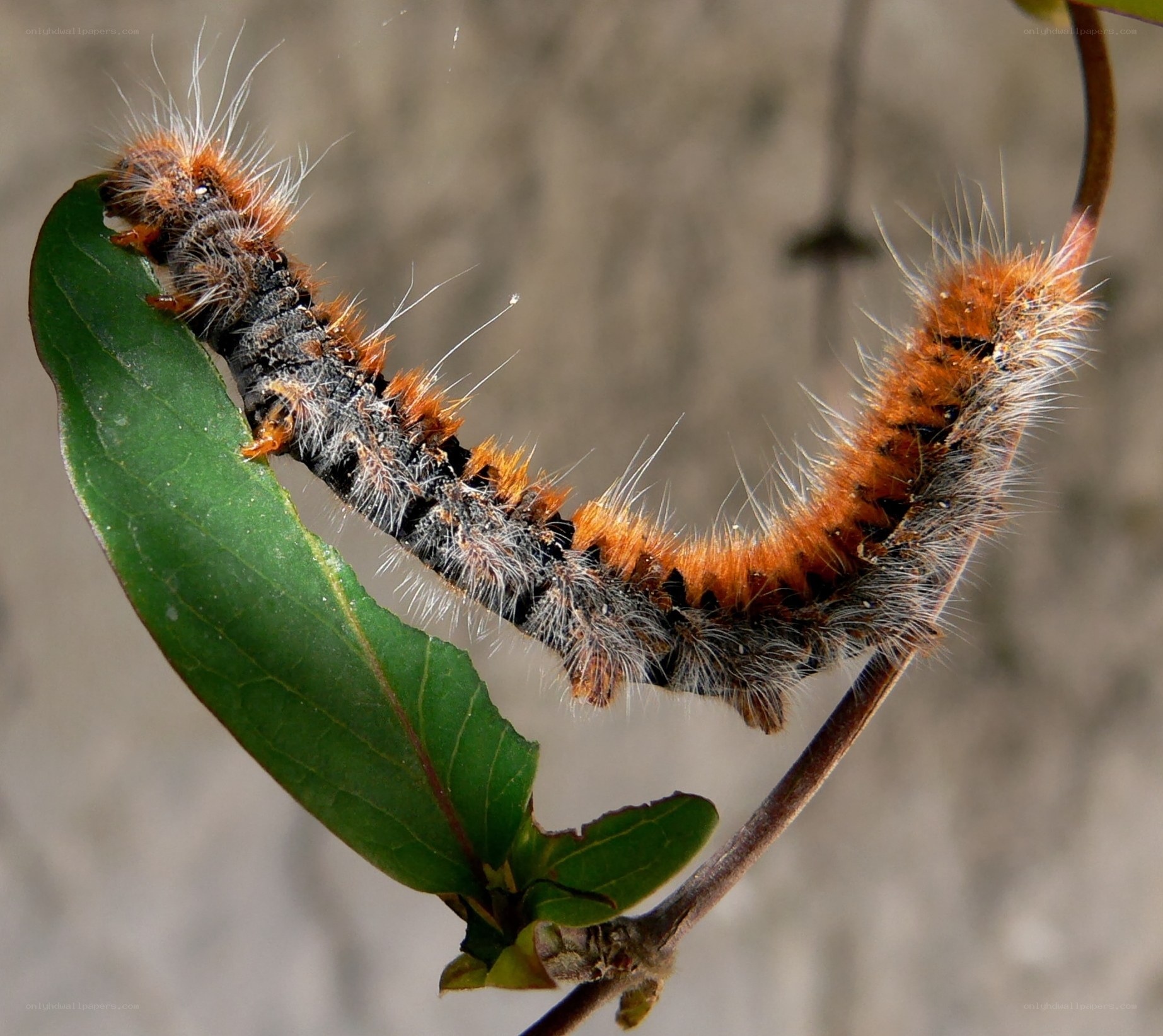 furry caterpillar on leaf