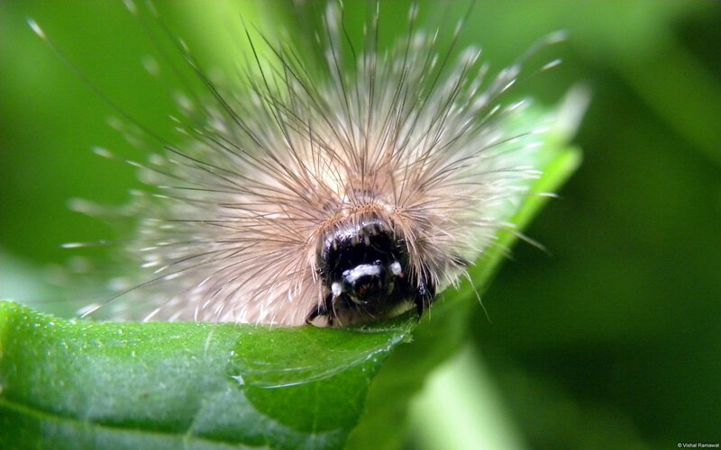 furry caterpillar on leaf