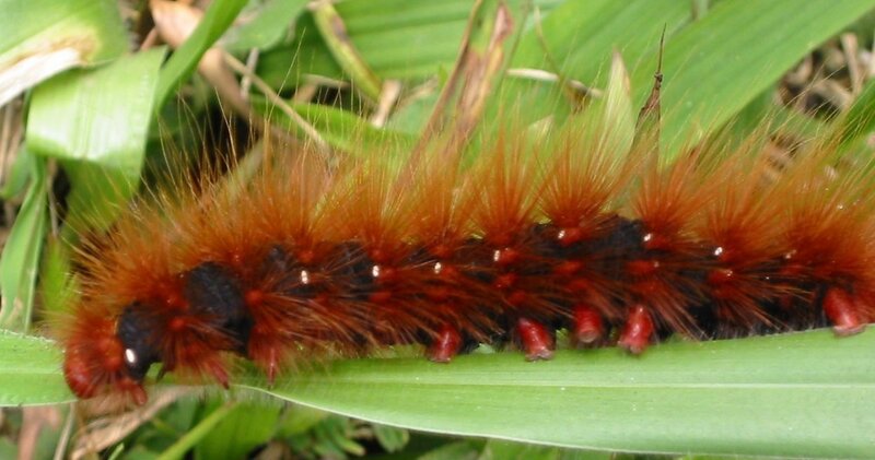 furry caterpillar on leaf