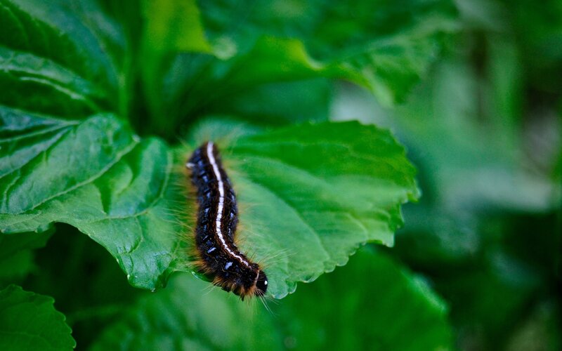 Furry Caterpillar on Leaf — Green