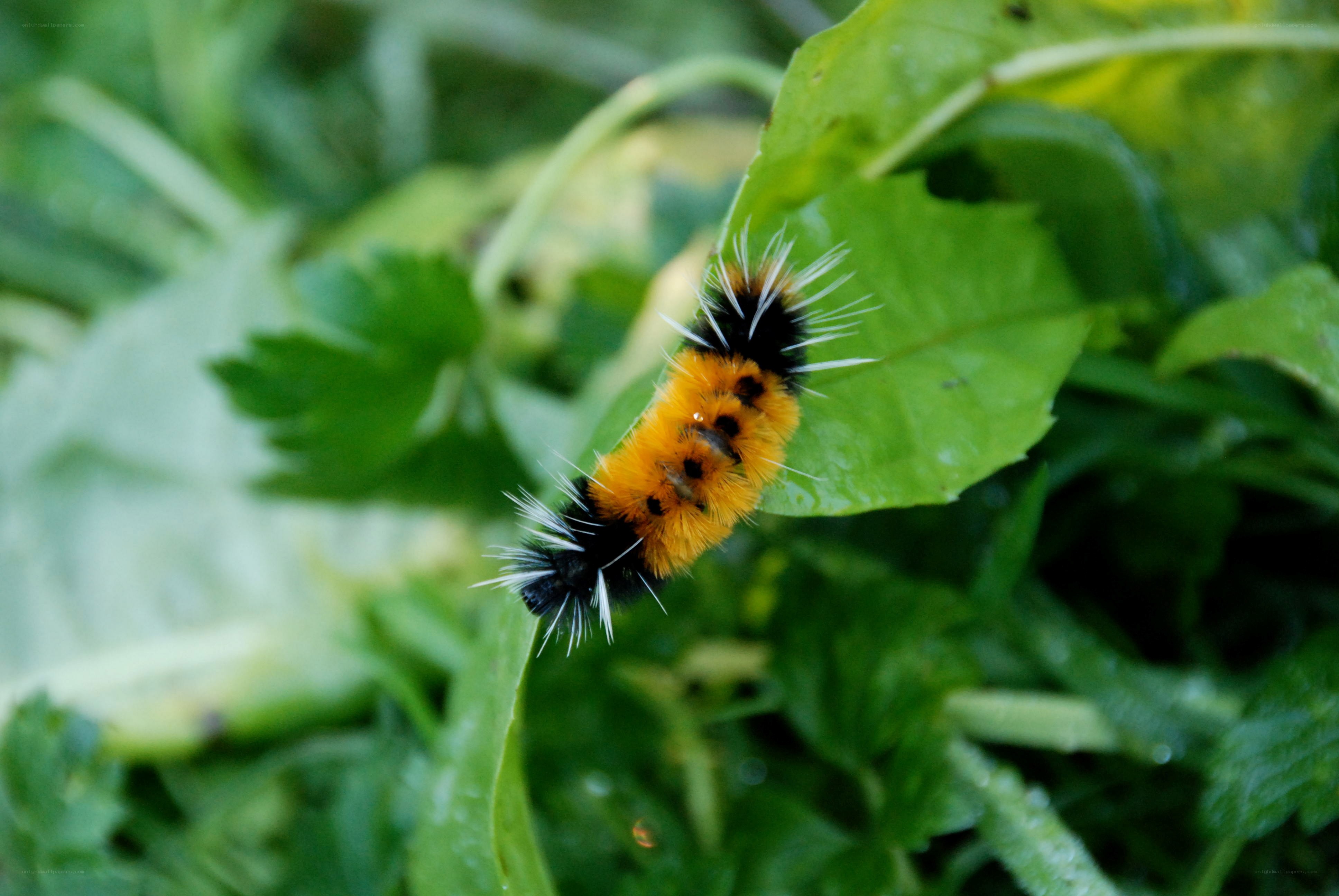 furry caterpillar on leaf