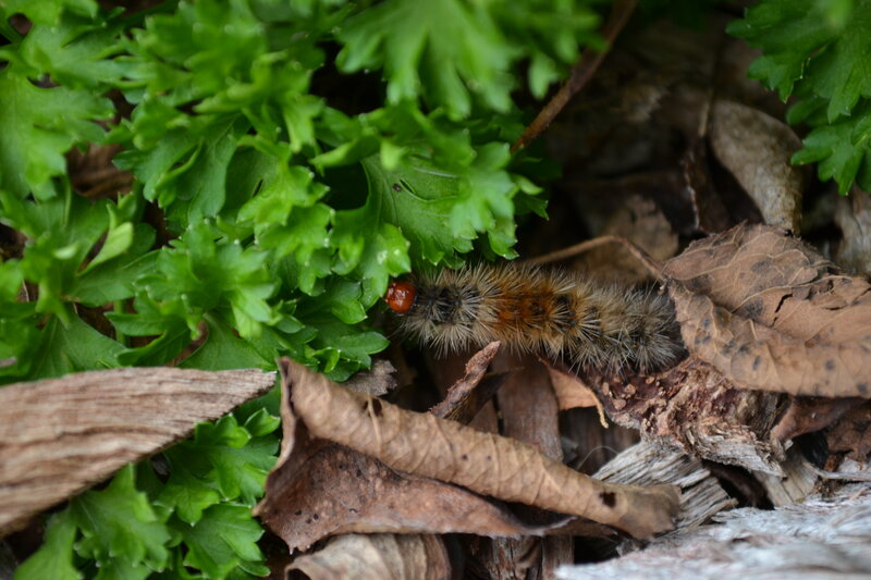 Furry Caterpillar on Leaves