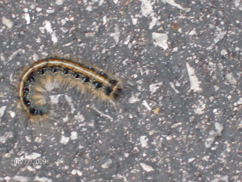 Furry Caterpillar on Pavement — Gray