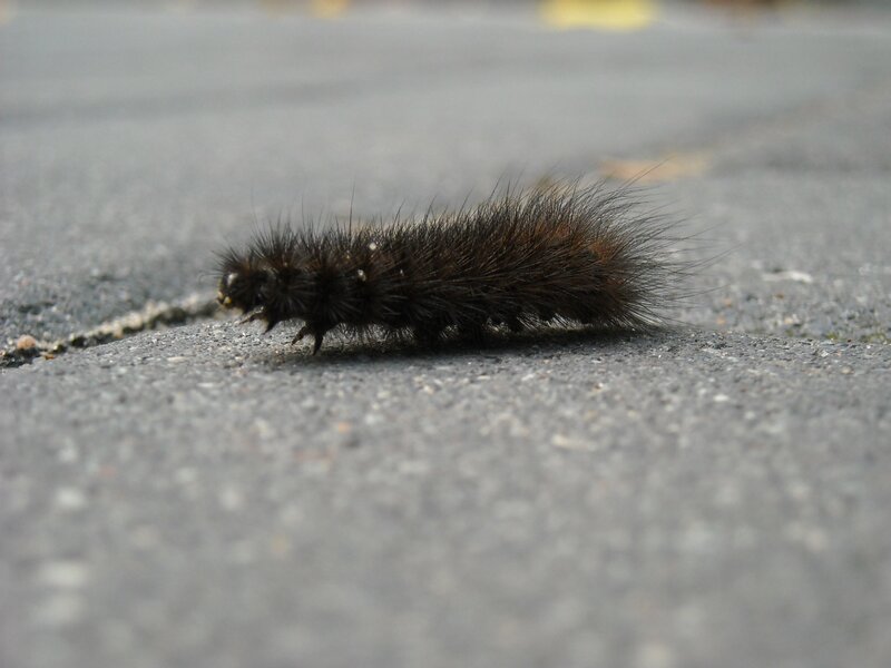 furry caterpillar on pavement