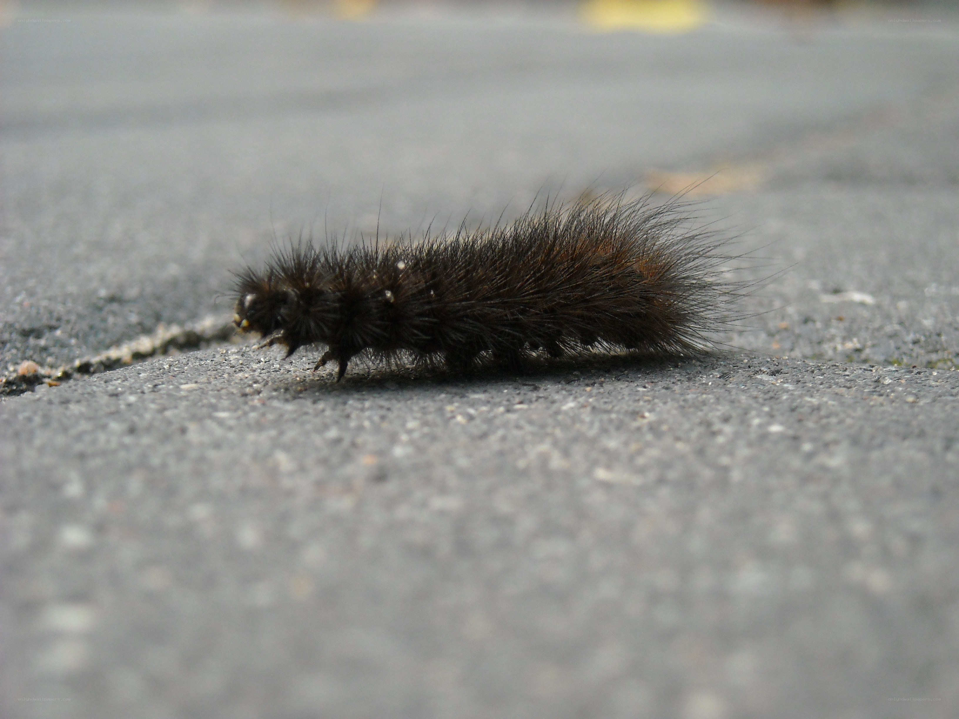 furry caterpillar on pavement