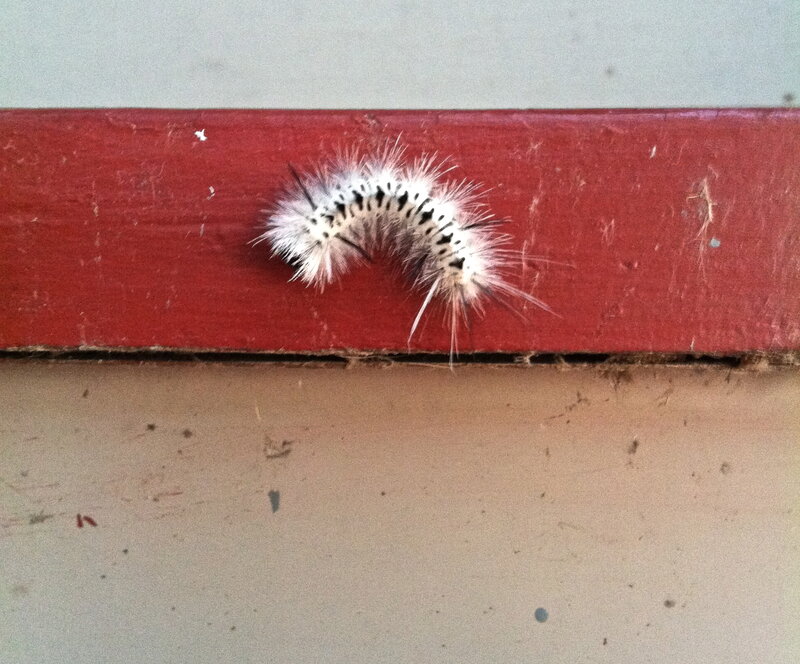 Furry Caterpillar on Red Surface