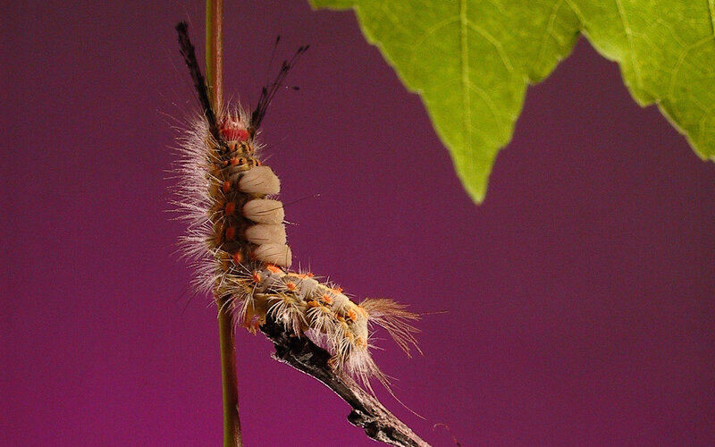 Furry Caterpillar on Stem